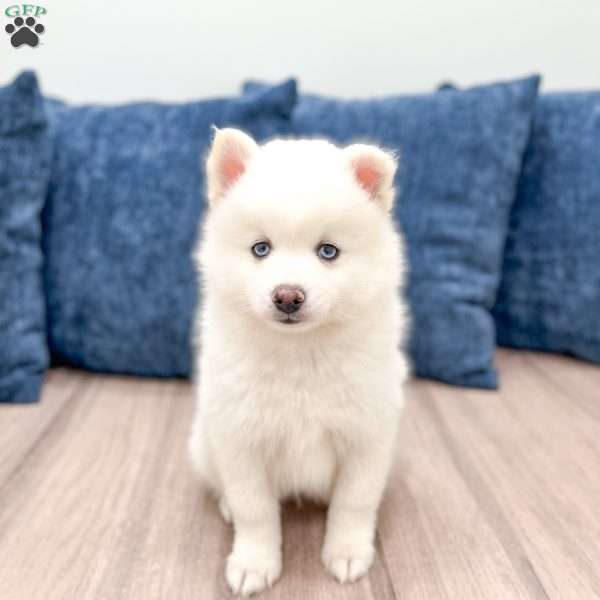Casper, Pomsky Puppy