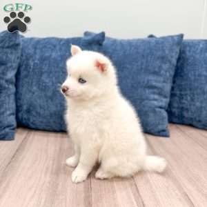 Casper, Pomsky Puppy
