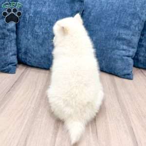 Casper, Pomsky Puppy