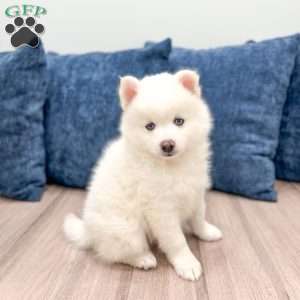 Casper, Pomsky Puppy