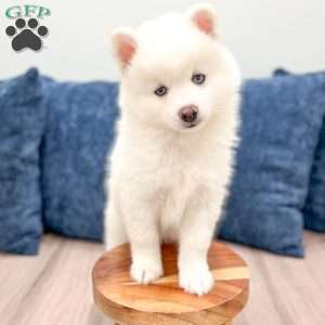 Casper, Pomsky Puppy