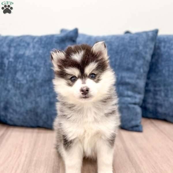 Chip, Pomsky Puppy