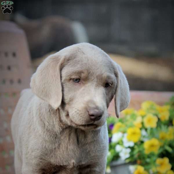 Serendipity, Silver Labrador Retriever Puppy