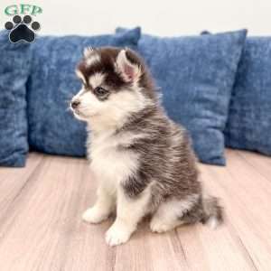 Chip, Pomsky Puppy