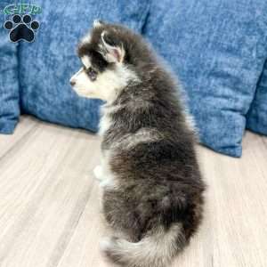 Chip, Pomsky Puppy
