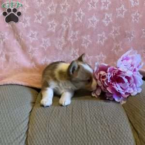Prissy, Pembroke Welsh Corgi Puppy
