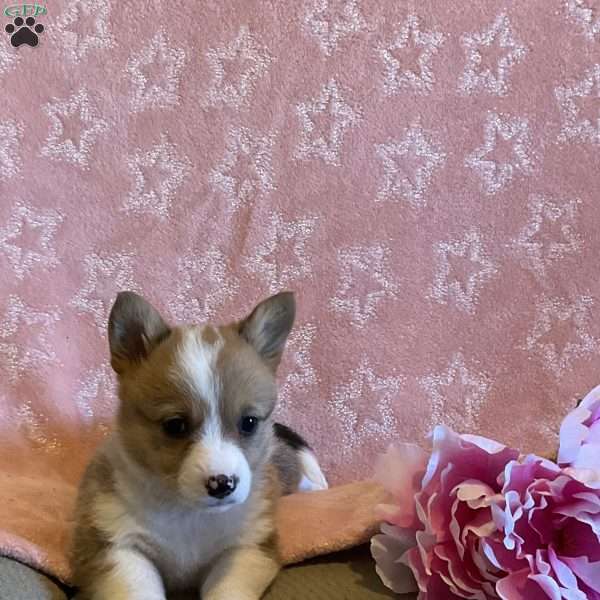 Prissy, Pembroke Welsh Corgi Puppy