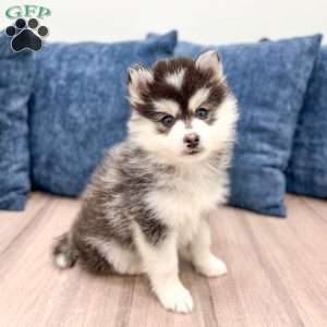 Chip, Pomsky Puppy