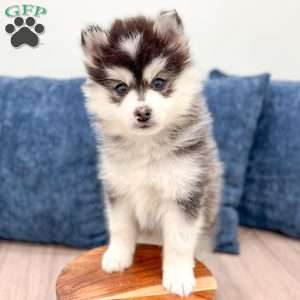 Chip, Pomsky Puppy