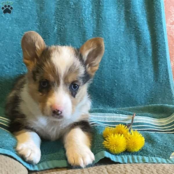 Pepper, Pembroke Welsh Corgi Puppy