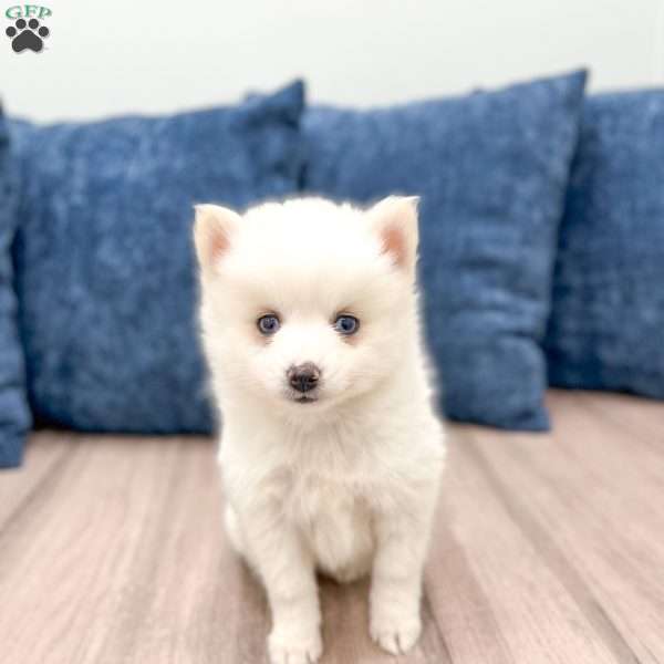 Pearl, Pomsky Puppy