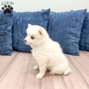Pearl, Pomsky Puppy