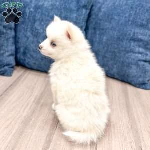 Pearl, Pomsky Puppy