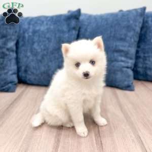 Pearl, Pomsky Puppy