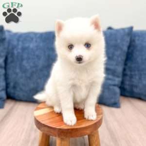 Pearl, Pomsky Puppy