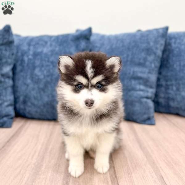 Chief, Pomsky Puppy