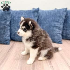 Chief, Pomsky Puppy