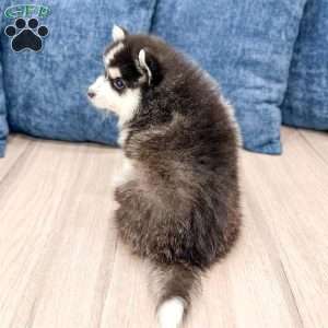 Chief, Pomsky Puppy
