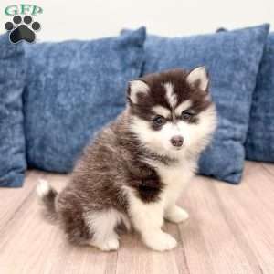 Chief, Pomsky Puppy