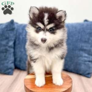 Chief, Pomsky Puppy