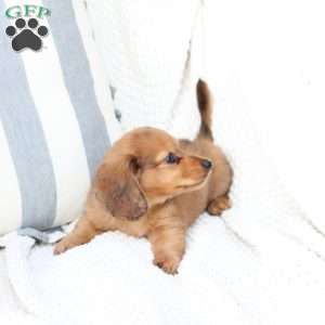 Beau, Dachshund Puppy