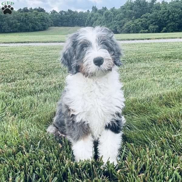 Ranger, Bernedoodle Puppy