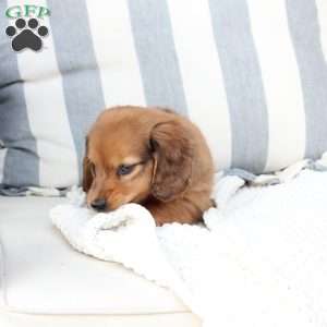 Beau, Dachshund Puppy