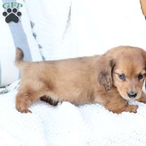 Beau, Dachshund Puppy