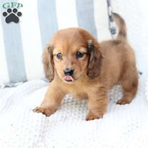 Beau, Dachshund Puppy