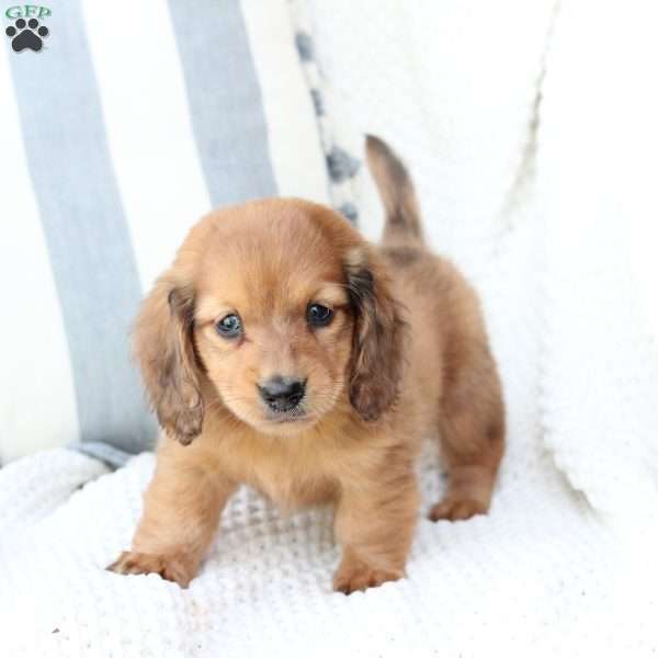 Beau, Dachshund Puppy