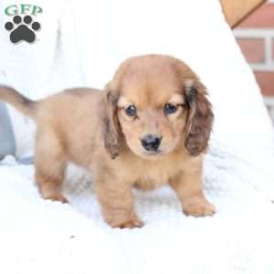 Beau, Dachshund Puppy