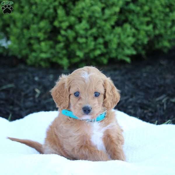 Jacoby, Forever Puppy