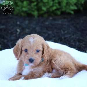 Jacoby, Forever Puppy