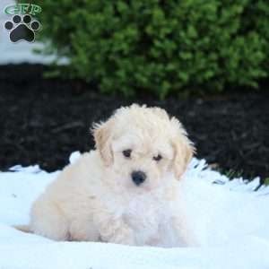 Jake, Forever Puppy