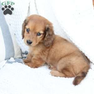Beau, Dachshund Puppy