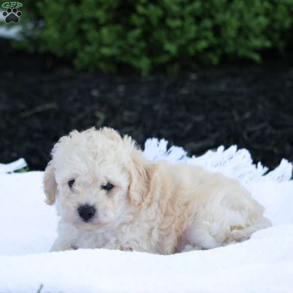 Jake, Forever Puppy