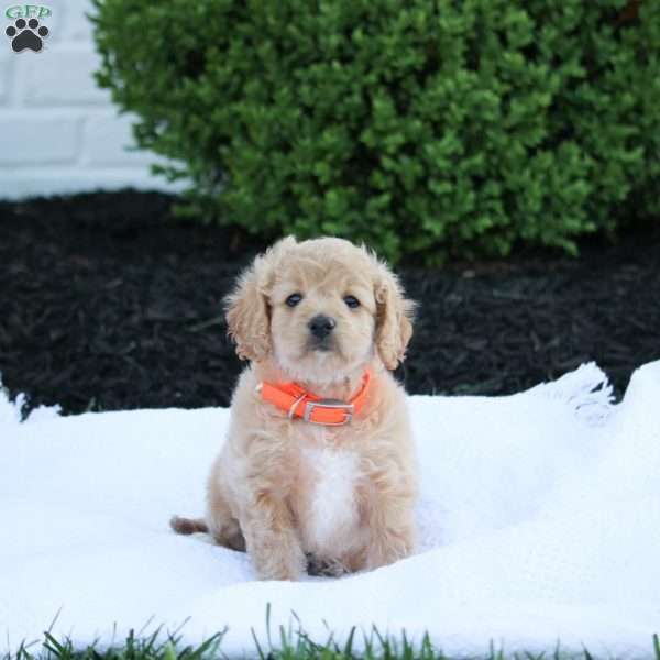 Joy, Forever Puppy