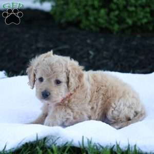 Jasper, Forever Puppy