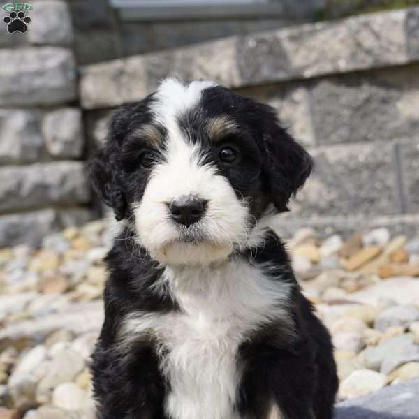 Milo, Bernedoodle Puppy