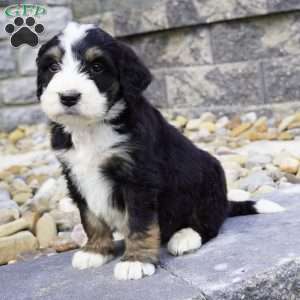 Milo, Bernedoodle Puppy