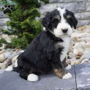 Milo, Bernedoodle Puppy