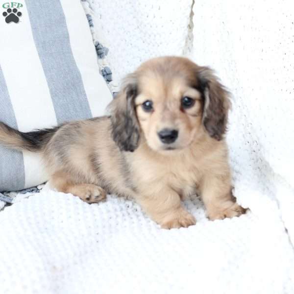 Loki, Dachshund Puppy