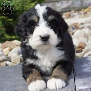 Milo, Bernedoodle Puppy