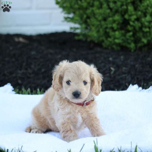 Jasper, Forever Puppy