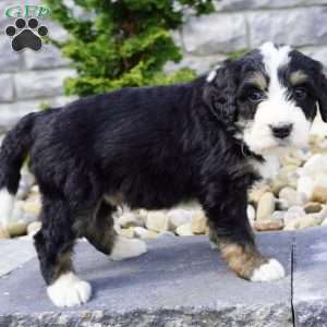 Milo, Bernedoodle Puppy