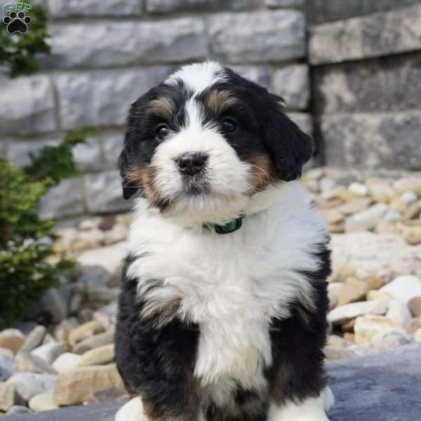 Landon, Bernedoodle Puppy