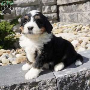 Landon, Bernedoodle Puppy