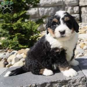 Landon, Bernedoodle Puppy