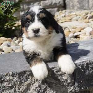 Landon, Bernedoodle Puppy