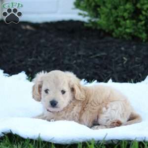 Jasper, Forever Puppy